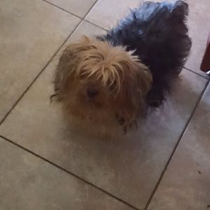 Meet your Posher, Maggie